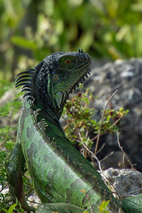 Iguana Lizard Reptile Glance Green Hd Phone Wallpaper Peakpx