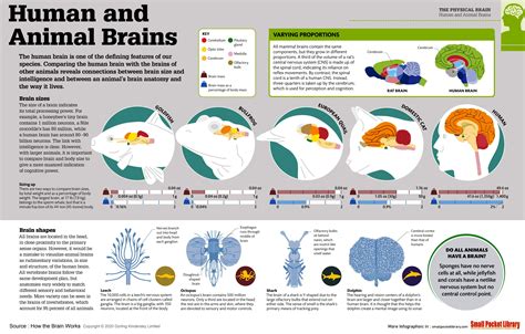 Infographic Human And Animal Brains Infographic Brain Size Human