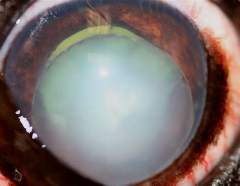 Glaucoma Due To Lens Luxation In Dogs Canis Vetlexicon