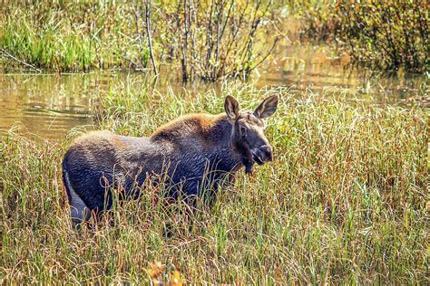 Coal Creek Canyon Moose Photograph By Lorraine Baum Fine Art America