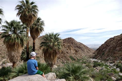 Fortynine Palms Oasis Trail Joshua Tree National Park Marquez Five