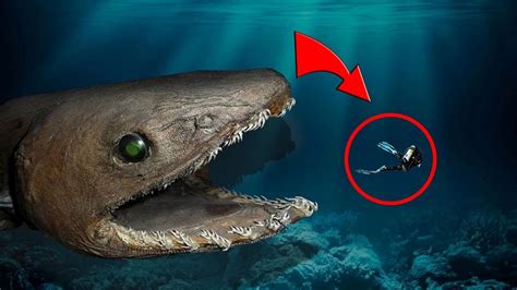 Top 10 Most Dangerous Fish In The World Youtube