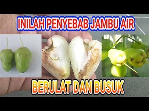 Jambu kristal adalah salah satu jenis jambu yang banyak dicari dan disukai oleh banyak orang. Cara Mengatasi Jambu Kristal Busuk / Meski Pahit Daun Jambu Biji Punya 11 Khasiat Besar Health ...