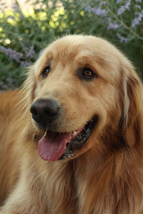 Handsome Finn Love Him Dogs Golden Retriever Most Beautiful Dog