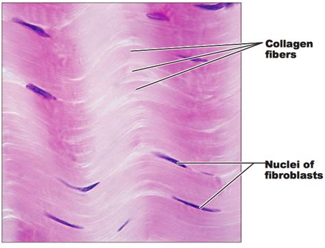 Dense Regular Connective Tissue Labeled Google Search Dense Regular My XXX Hot Girl