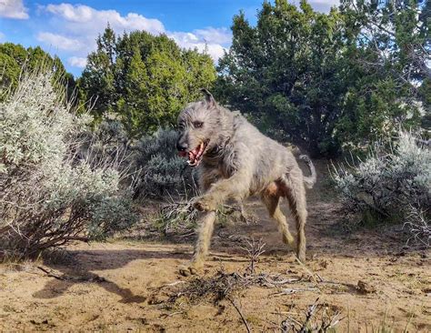 The Thrill Of Hunting With Irish Wolfhounds — Westover Wolfhounds
