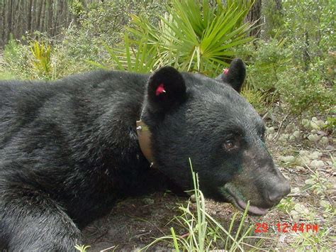 Black Bears Alabamas Rarest Wild Creature