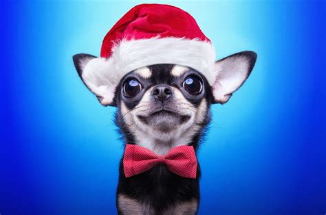 Cute Christmas Puppy Wallpapers Top Free Cute Christmas Puppy