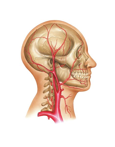 Head And Neck Arterial System Photograph By Asklepios Medical Atlas