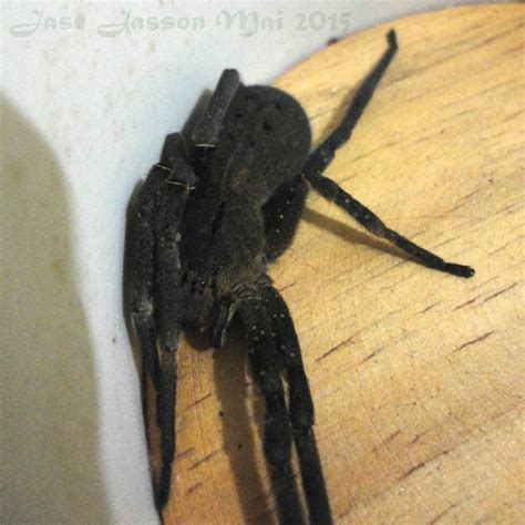 A aranha armadeira é um aracnídeo realmente muito interessante. Insetologia - Identificação de insetos: Aranha Armadeira ...