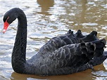 Rare black swan spotted in Shrewsbury | Shropshire Star