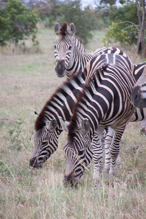 There are three species of zebras: The Game Lodge Index: Fun Facts about Zebras