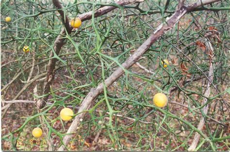 Bitter Lemon Tree Said To Be Hardy To 5 Degrees F Citrus Plant Bitter