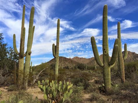 A Walk Among The Cactus My Drive To Saguaro National Park