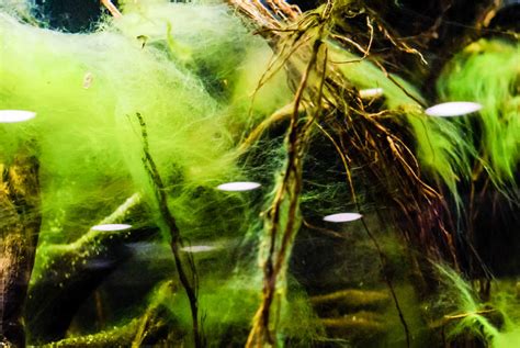 Top 5 Ways To Clean Algae From Your Fish Tank Beldts Aquarium