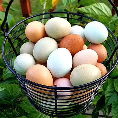Pasture Raised Chicken Eggs — Eden Ridge Acres