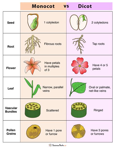 Paring Monocots And Dicots Worksheet Key Worksheets For Kindergarten