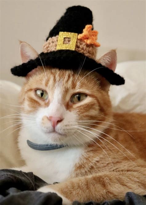 15 Pics Of Judgmental Cats Wearing Hats Lets Eat Cake