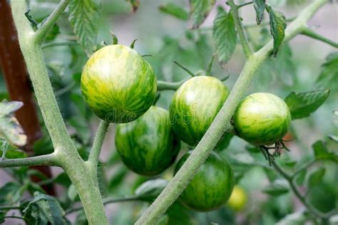 Tomato Bush With Green Tomatoes Of Various Sizes In The Garden Stock