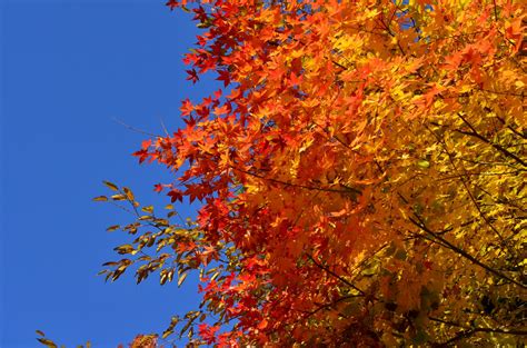Free Images Branch Sunlight Autumn Season Maple Tree Maple Leaf