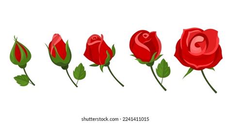 5 Stages Red Rose Blooming Stock Vector Royalty Free 2241411015
