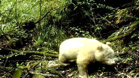 Rare Albino Panda Caught On Camera