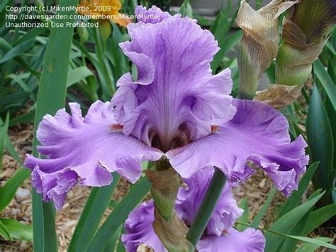 Plantfiles Pictures Tall Bearded Iris Cupid S Wish Iris By Mikenmyrtle