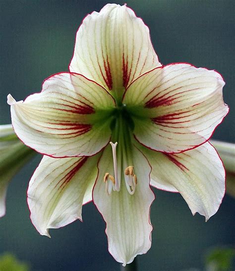 We Open The Hippeastrum And Amaryllis Celebration Week With A Look At