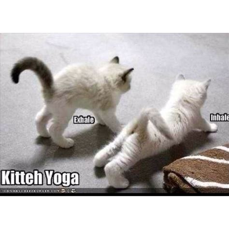 Kitteh Yoga Cat Yoga Funny Animal Pictures Cats