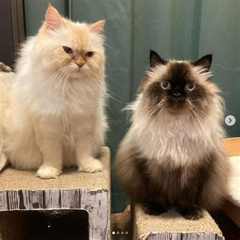 Comparing Ragdoll Vs Himalayan Cats Differences And Similarities