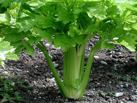 How To Grow Celery