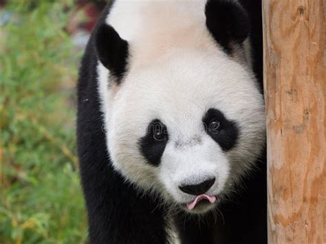 Giant Panda Bear Eating Stock Photo Image Of Wildlife 102408944
