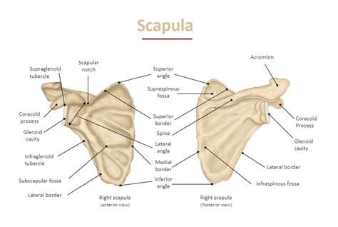 Scapula Labeled Diagram In 2022 Human Skeleton Anatomy Scapula
