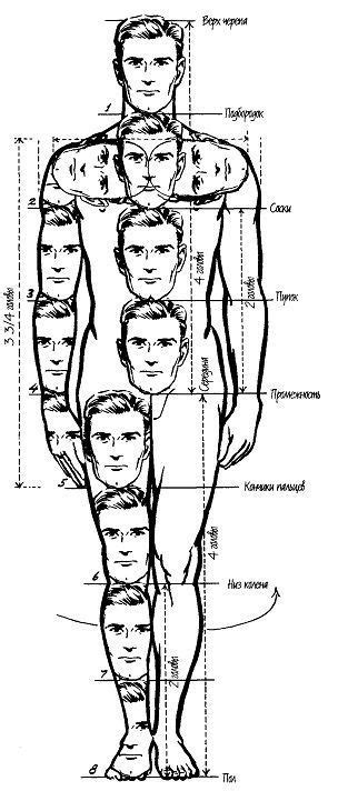 Male Body Proportions Pixelsham