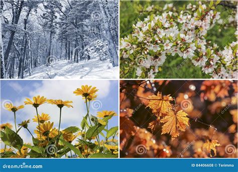Collage Mit Vier Jahreszeiten Stockfoto Bild Von Blau Zweig 84406608