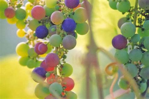 Grapes Of Many Colors Rainbow Grape Grapes Fruit Seeds