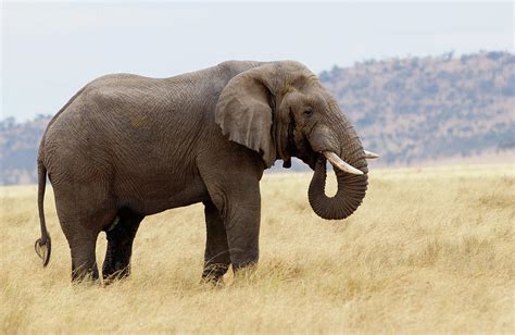 Elephant Serengeti Tanzania Photograph By Tim Graham Fine Art America