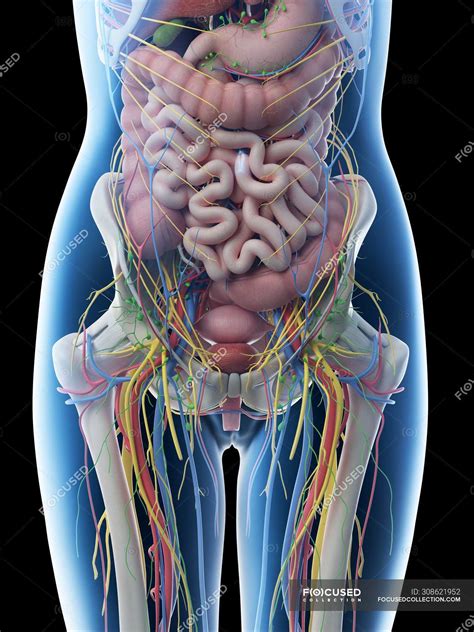 Anatomy Of Internal Organs Female Male Anatomy From The Back Human
