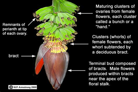 A species population containing male plants bearing only male (staminate) flowers and female plants bearing only female (pistillate) flowers note: Carambola, Jaboticaba, Banana Mangosteen & Kiwi