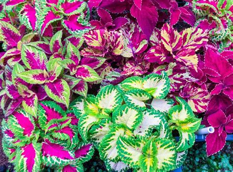 The Best Annuals For Those Shady Spots In Your Backyard