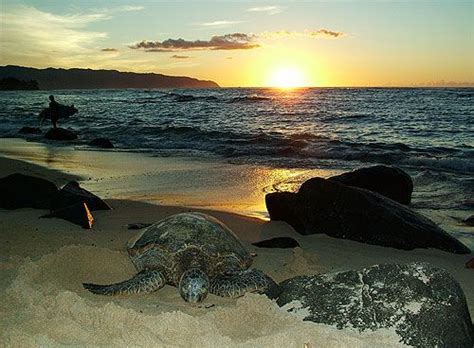 Turtle Beach Oahu Hawaii Beaches Hawaiian Travel North Shore Oahu