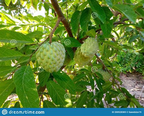 Many Annona Cherimoya Fruits On A Tree Stock Image Image Of Sugar