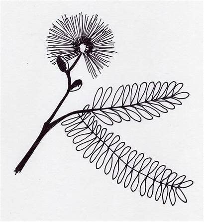 Mimosa Pudica Plant Flower Clipart Tattoo Sensitive