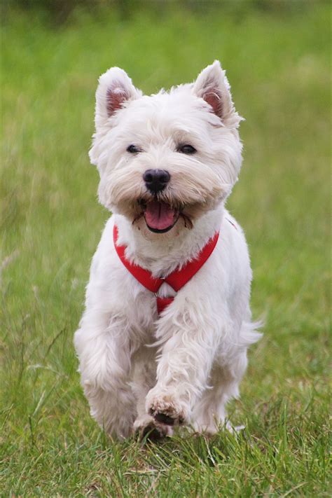 7 Characteristics Of West Highland White Terriers — Size And Facts