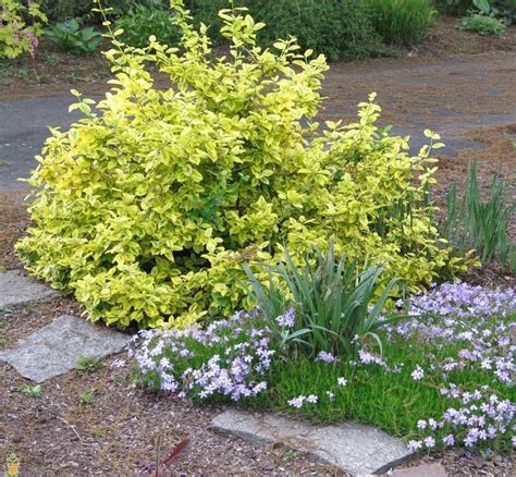 Golden Euonymus Golden Euonymus Garden Shrubs Landscaping Tips