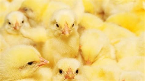 Yellow Small Size Fresh And Healthy Natural Poultry Farm Chicks Gender Both At Best Price In