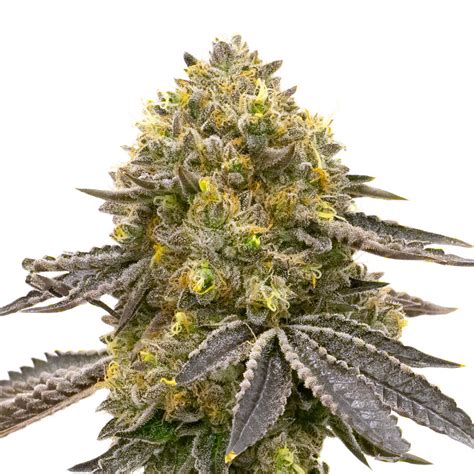 CBD Fruit (1:14) Feminized Marijuana Seeds | Homegrown ...