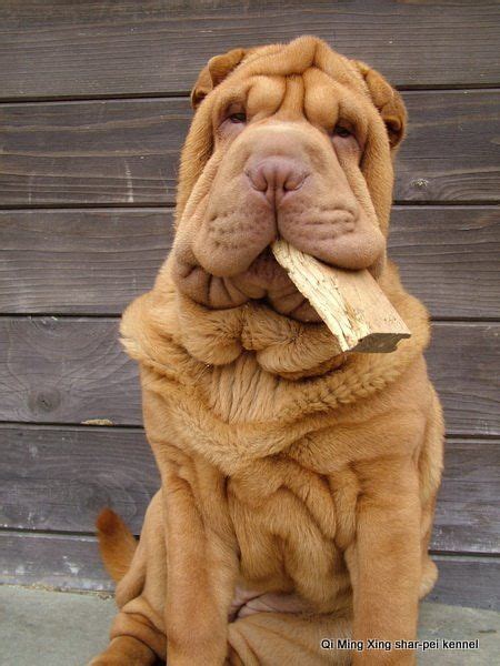14 Photos Of Shar Peis That Will Make You Fall In Love Petpress