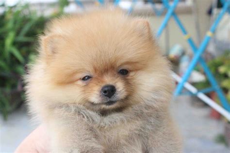 Lovelypuppy 20130625 Tiny Pomeranian Puppy With Mka Cert