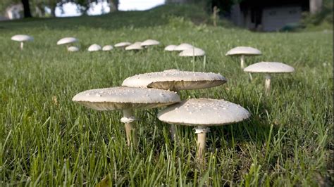 The mushroom identification forum has 189,070 members. Would You Eat These Mushrooms? - Southern Living